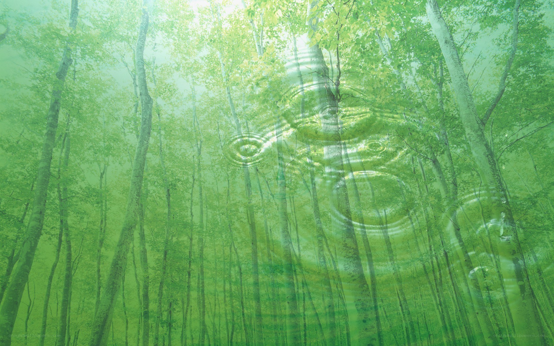 Forest with water ripples