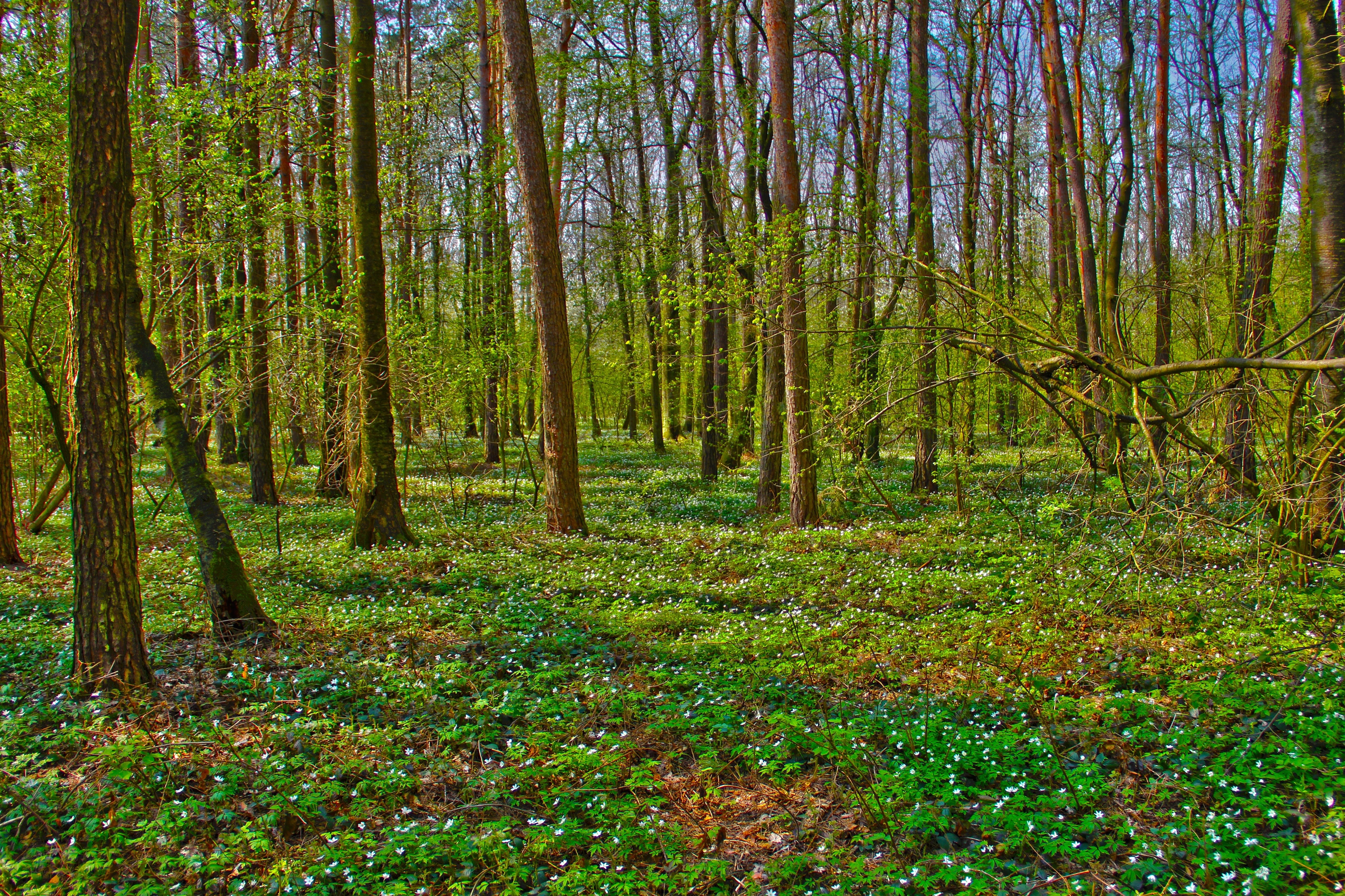Forest with white flowers