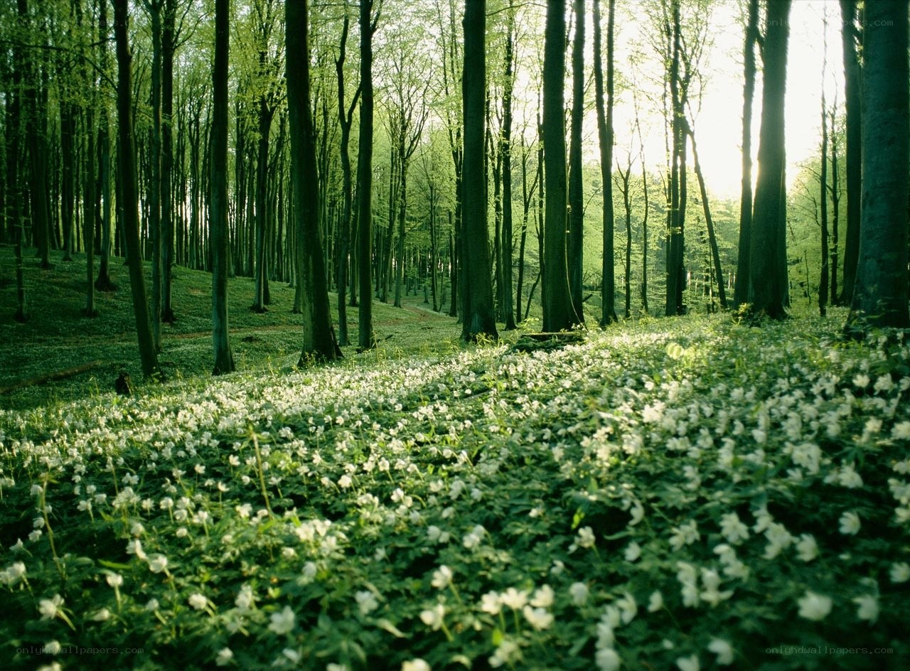 Forest with white flowers