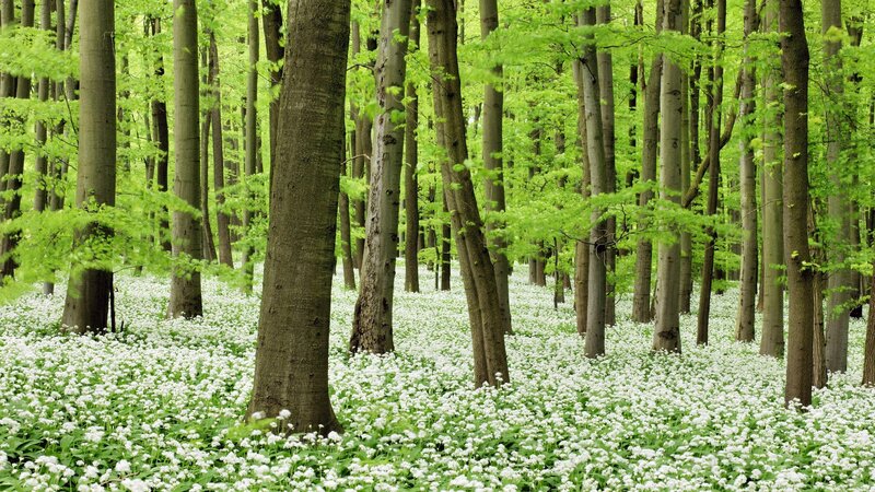 Forest with white flowers