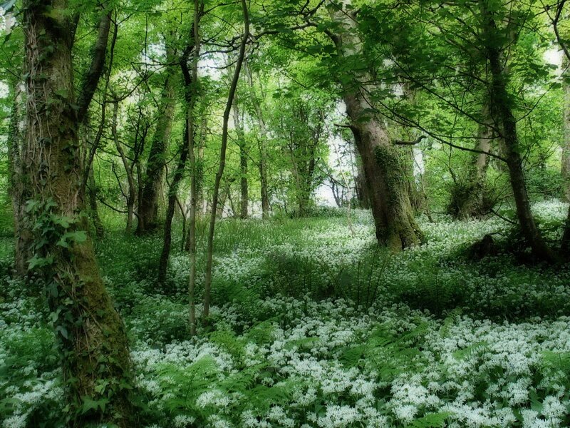 Forest with White Flowers — Green, Serene, Spring, Photograph