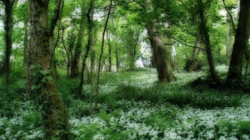Forest with White Flowers — Green, Serene