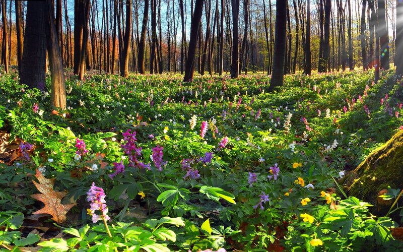 Forest with wildflowers in spring