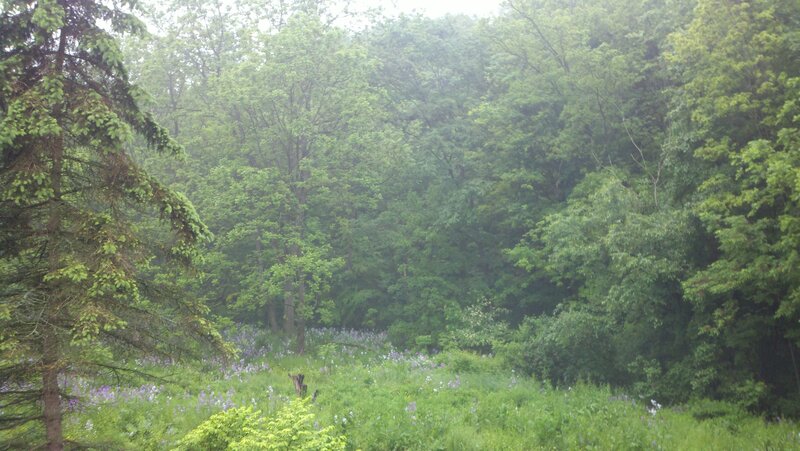 forest with wildflowers
