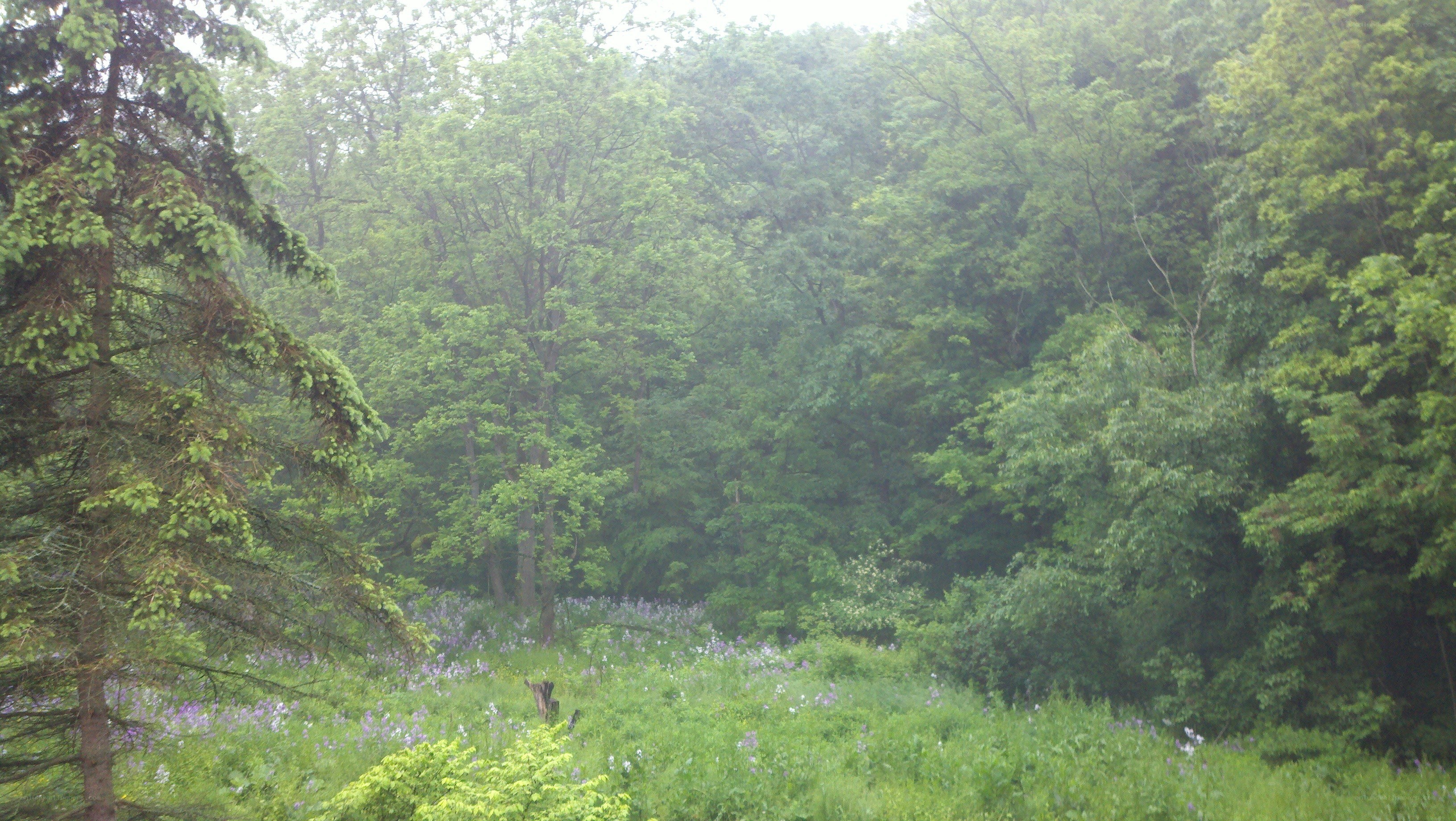 forest with wildflowers