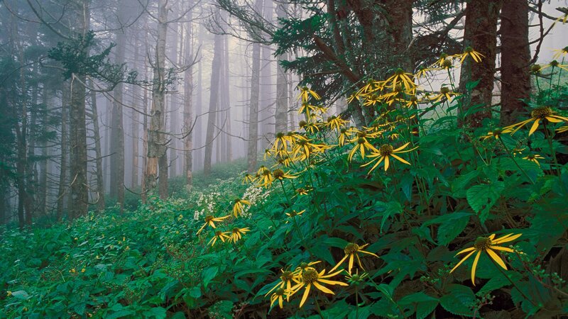 Forest with yellow flowers