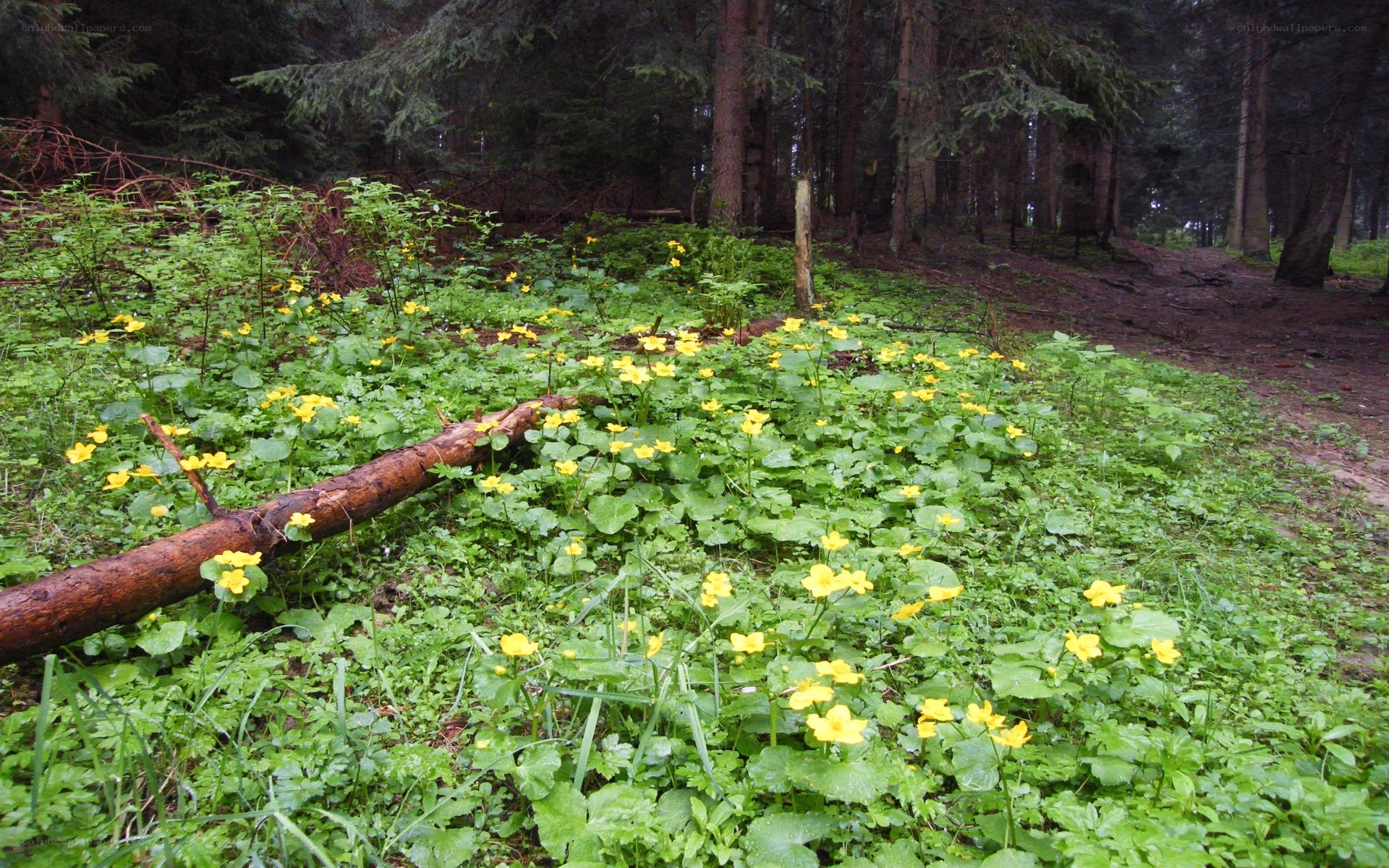 Forest with yellow flowers