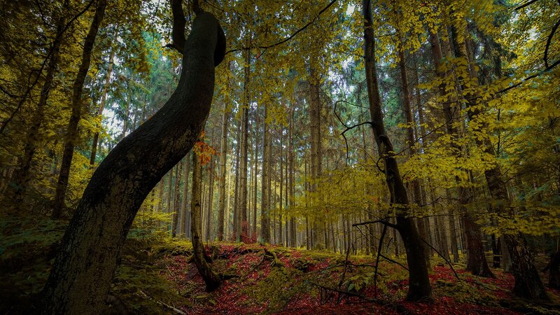 Forest with Yellow Leaves