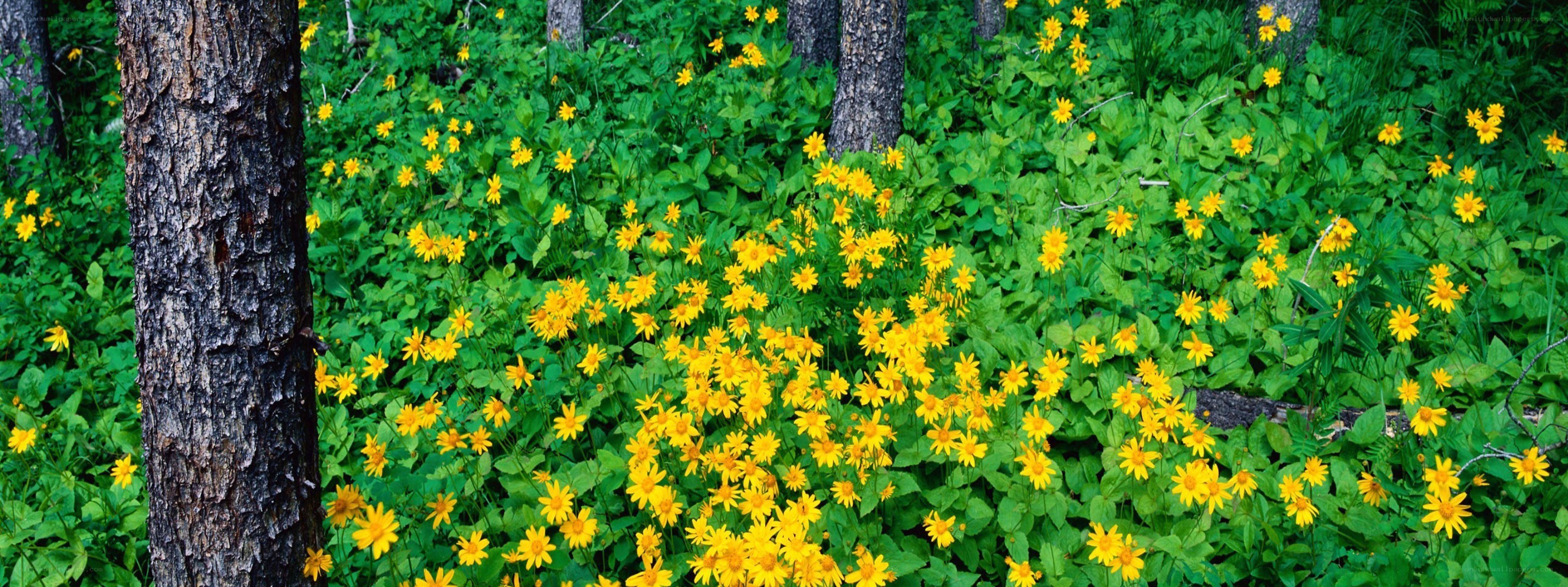 Forest with yellow wildflowers