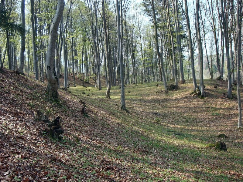 Forest with young green leaves