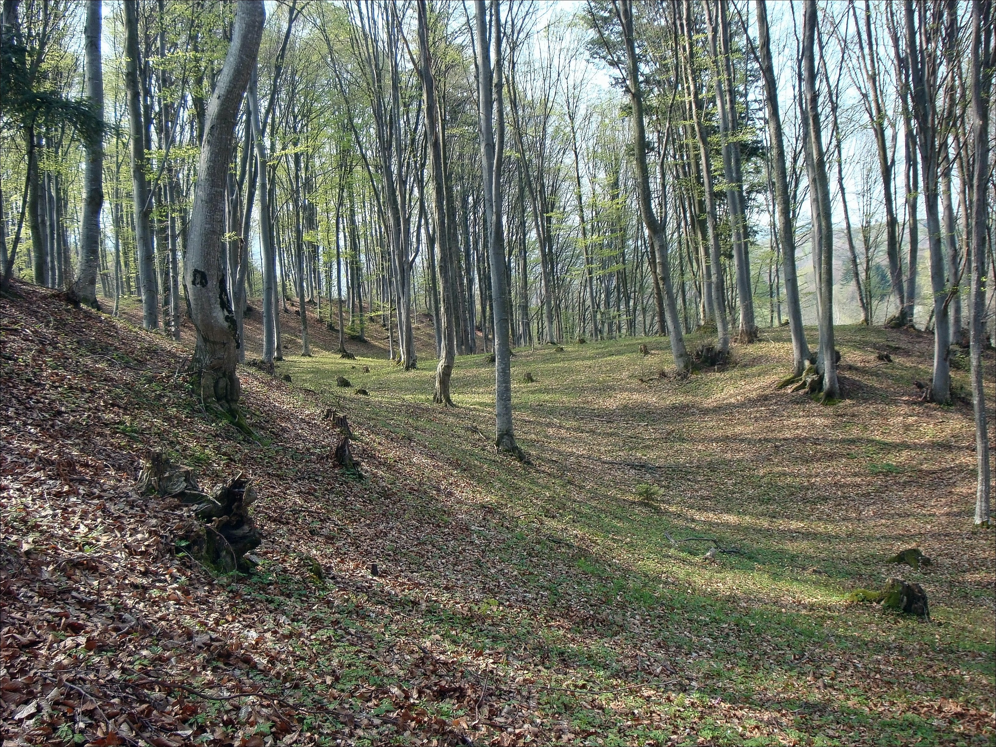 Forest with young green leaves