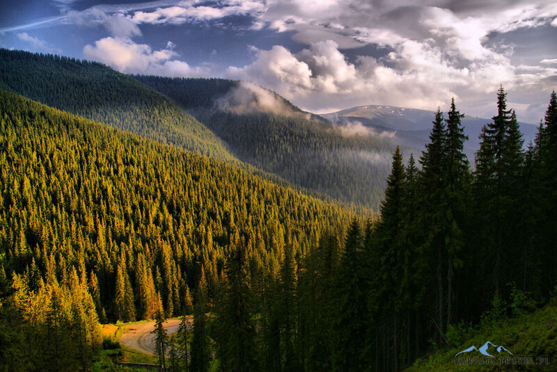 Forested Mountain Valley