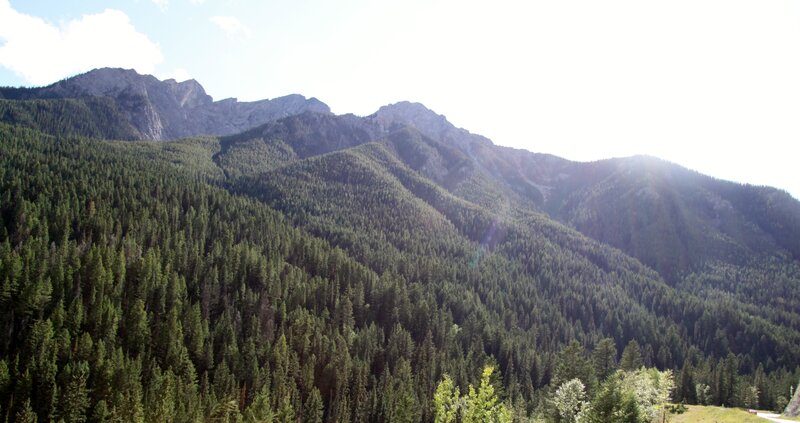Forested Mountainside