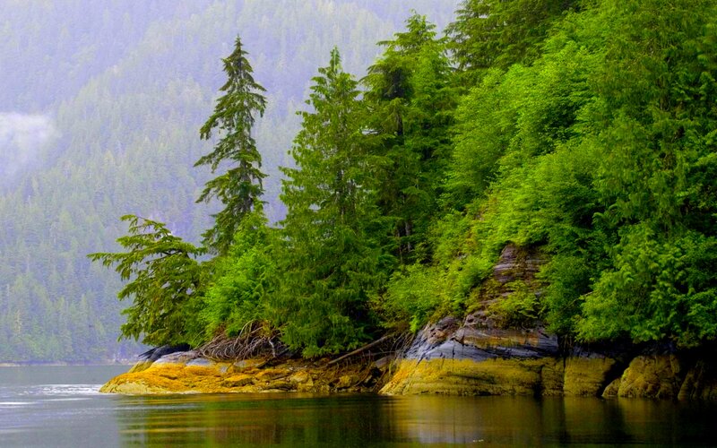 Forested Shoreline