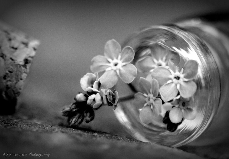 Forget-me-not Flowers in Bottle
