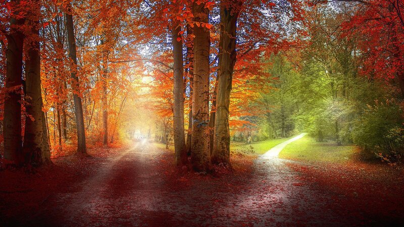 Fork in Forest Path — Red