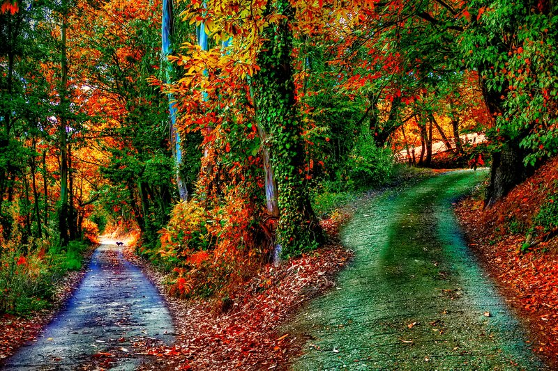 Forked Path in Autumn Forest