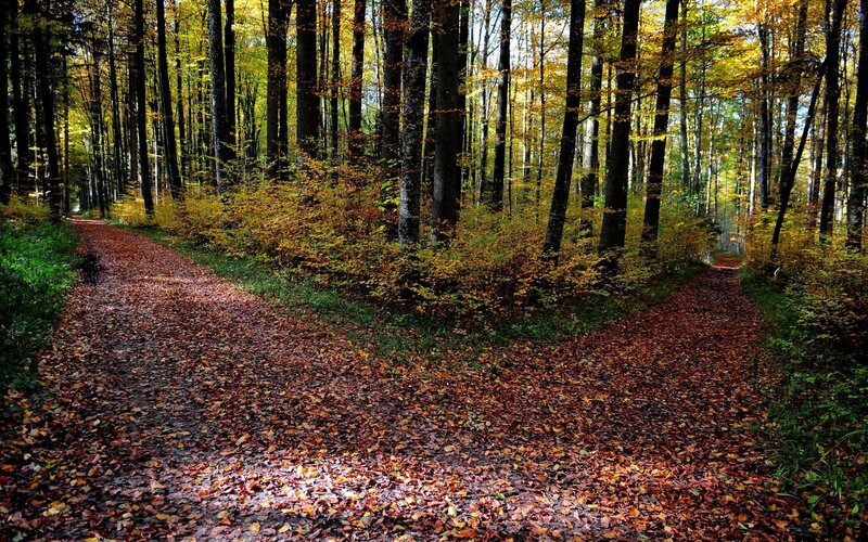 Forked Path in Forest — Brown