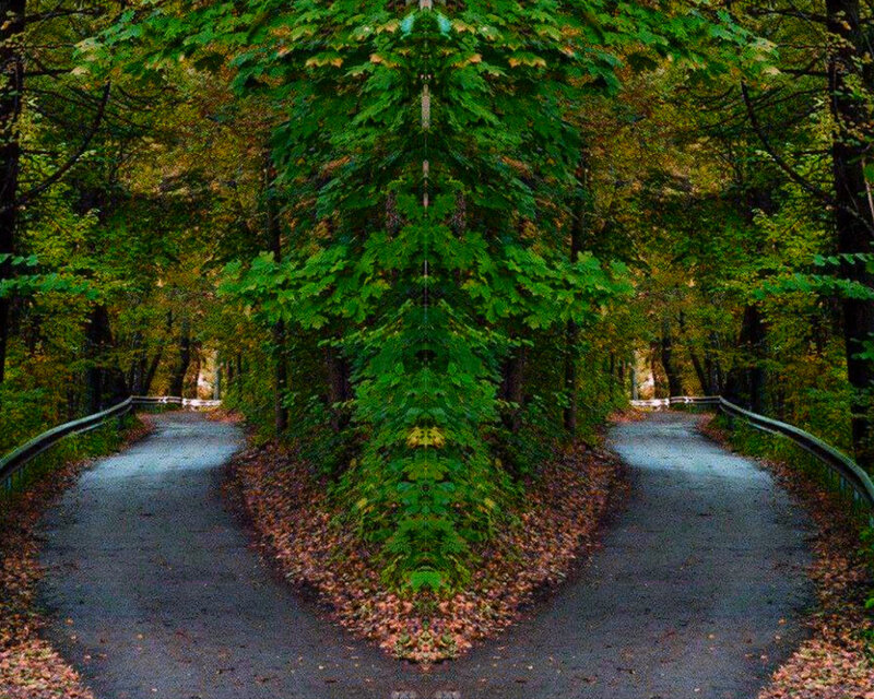 Forked Road in Forest