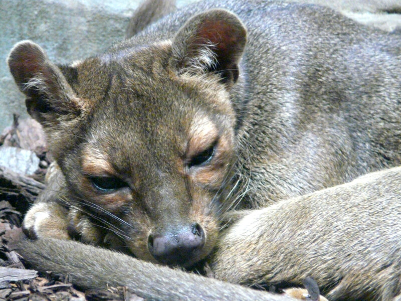 Fossa Resting