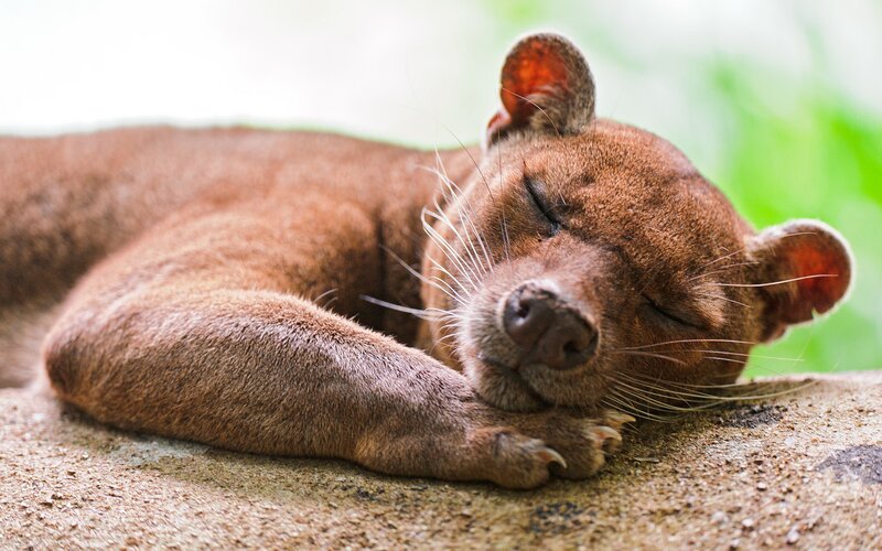 Fossa Sleeping on Rock