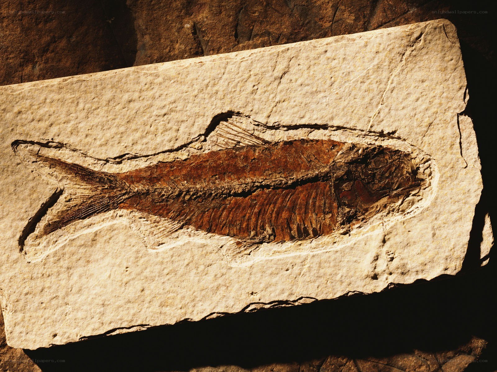 fossil fish in rock