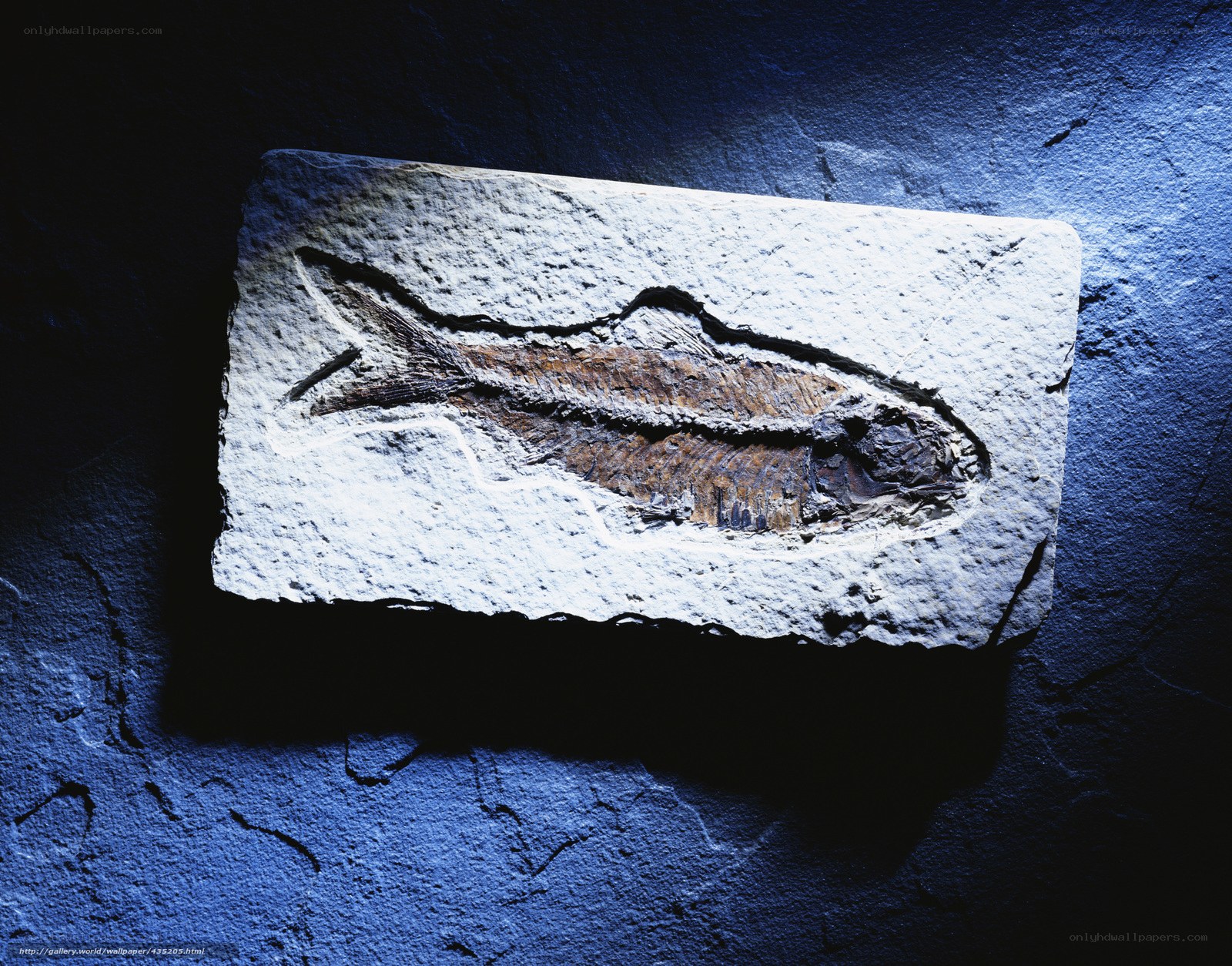 fossil fish in stone