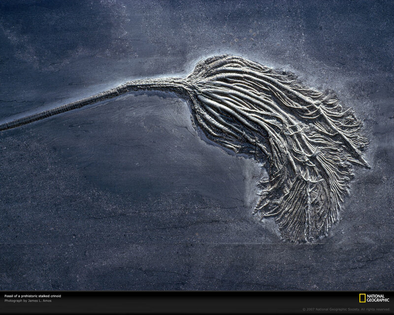 Fossil of a stalked crinoid