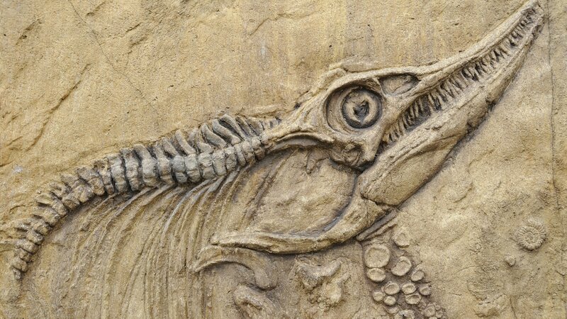 Fossil of Marine Reptile