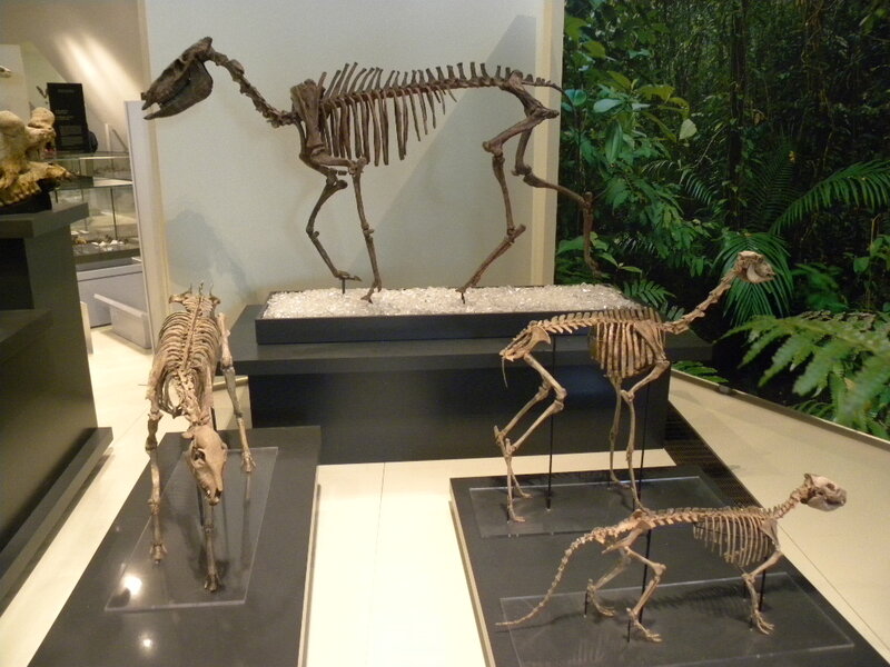 Fossil Skeletons in Museum