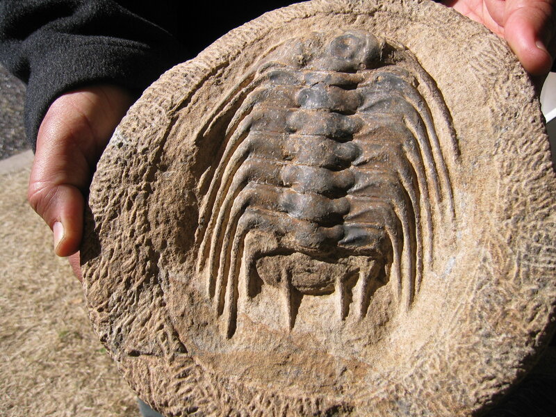 fossil trilobite in rock