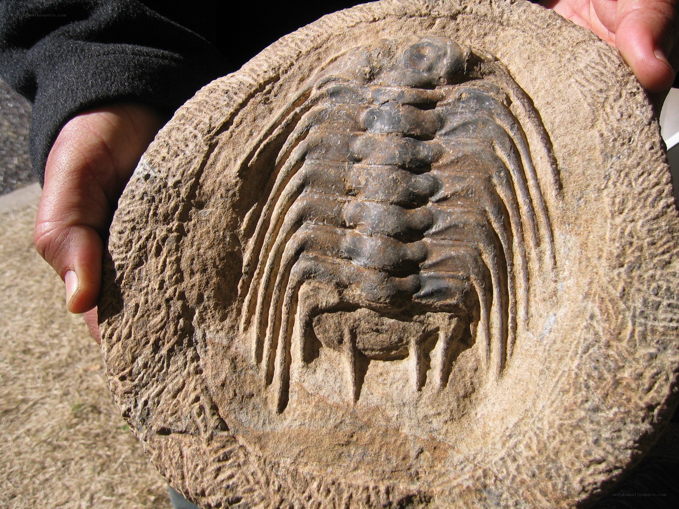 fossil trilobite in rock