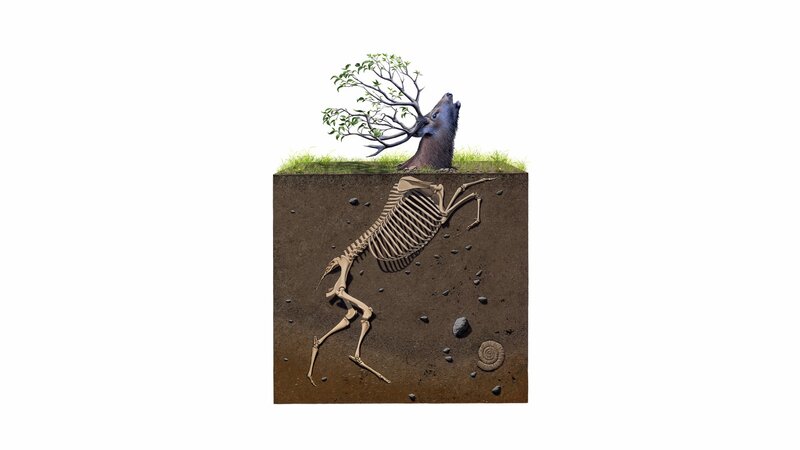 Fossilization process of a deer