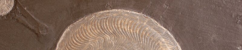 fossilized ammonite in rock