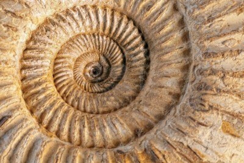 Fossilized Ammonite Shell — Brown