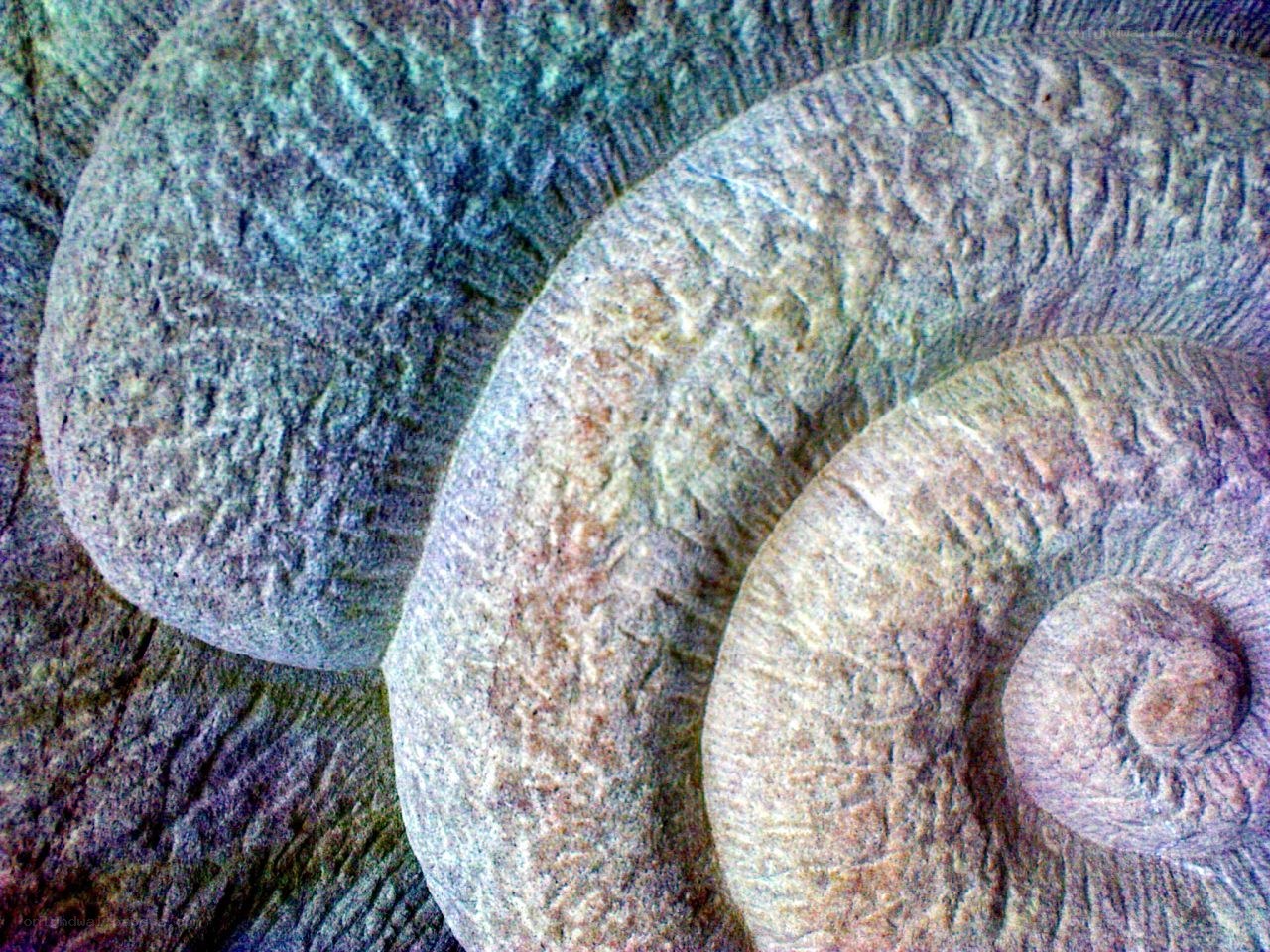 fossilized ammonite shell