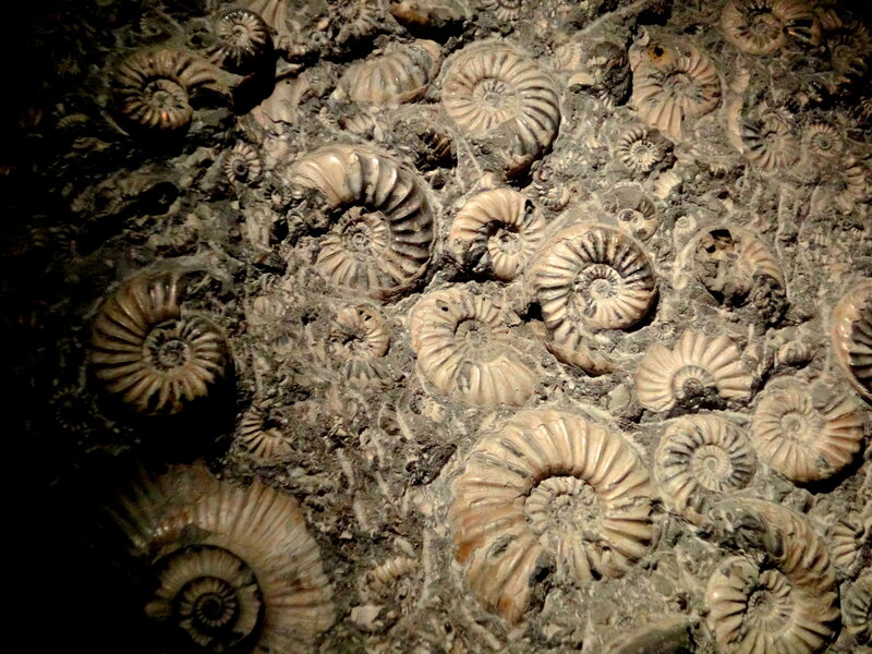 Fossilized Ammonites