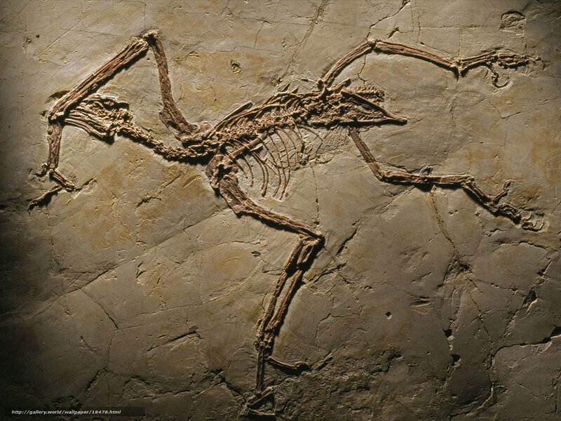 fossilized bird skeleton