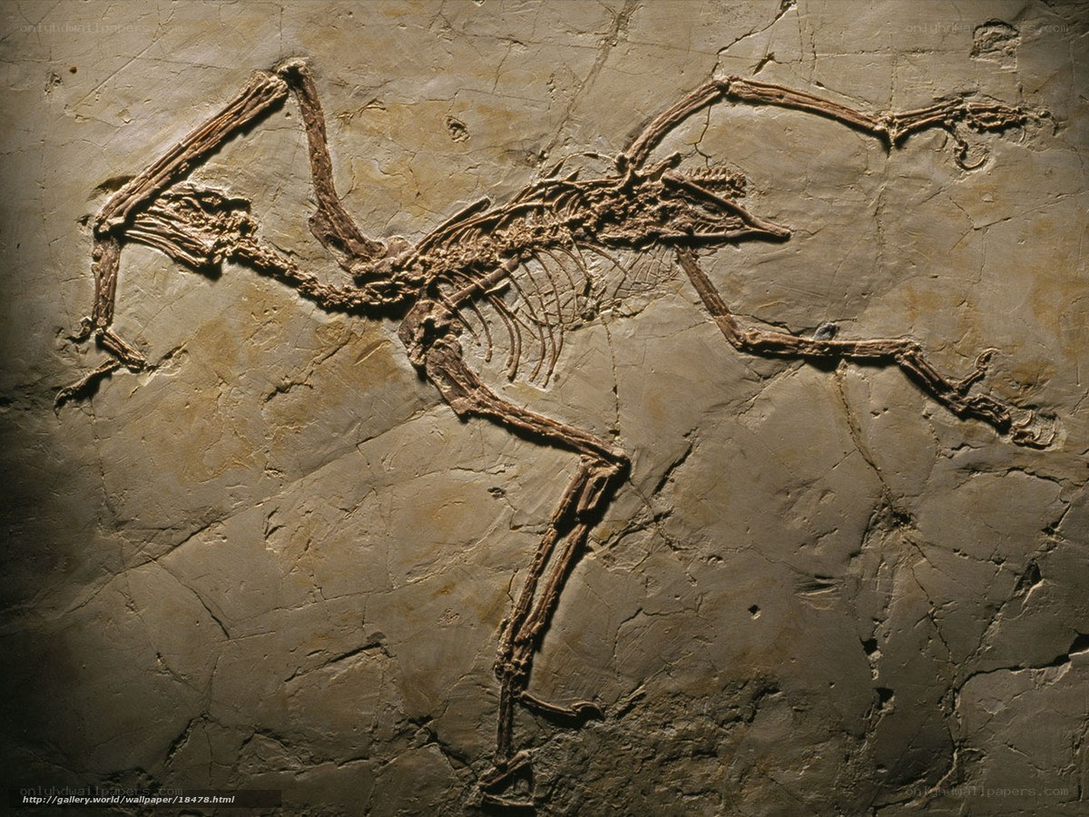 fossilized bird skeleton