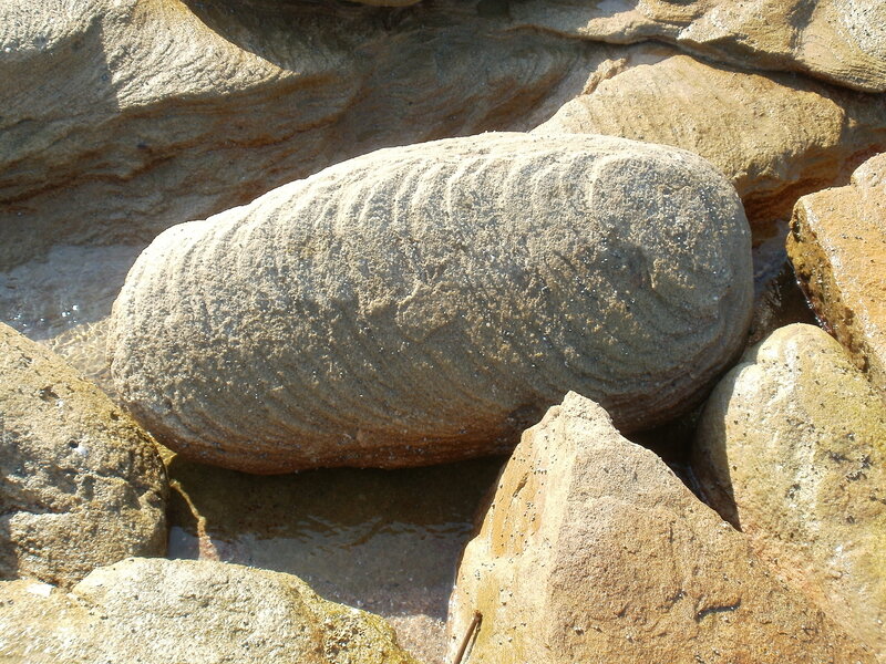 Fossilized Clam Shell — Brown