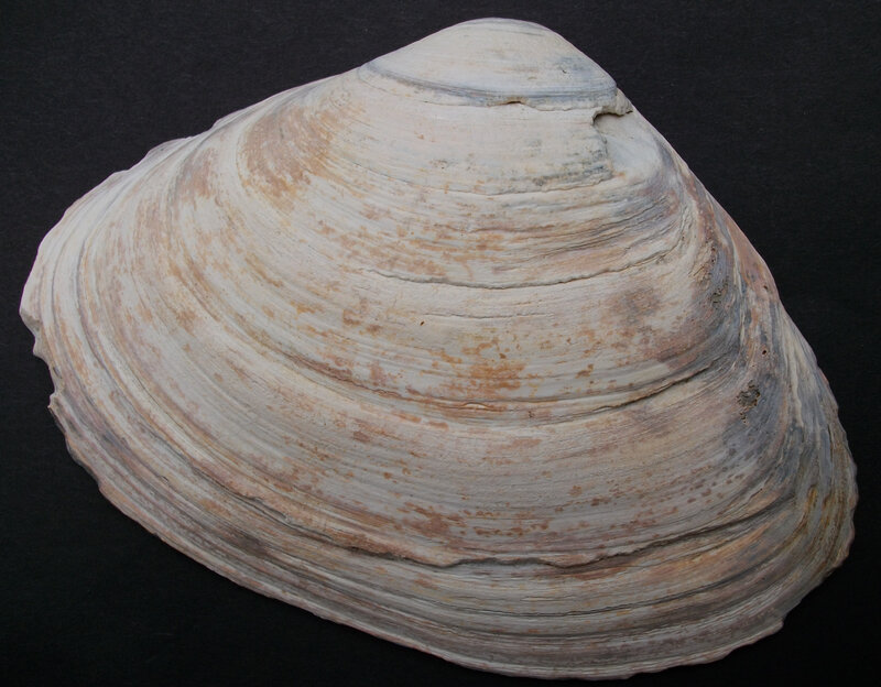 fossilized clam shell