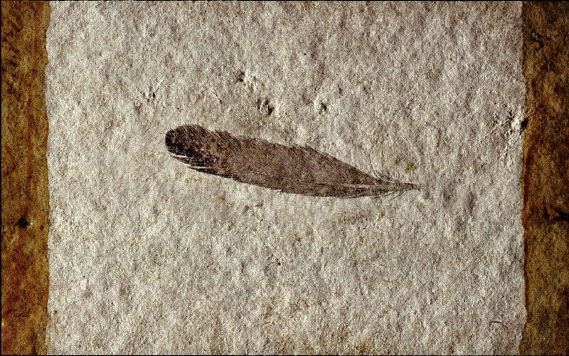 Fossilized Feather
