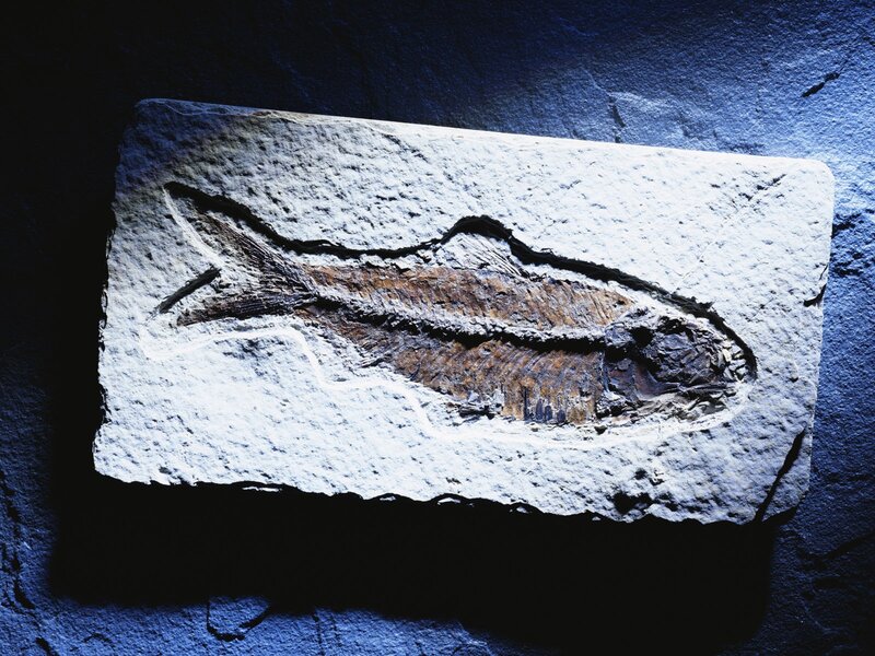 fossilized fish in rock