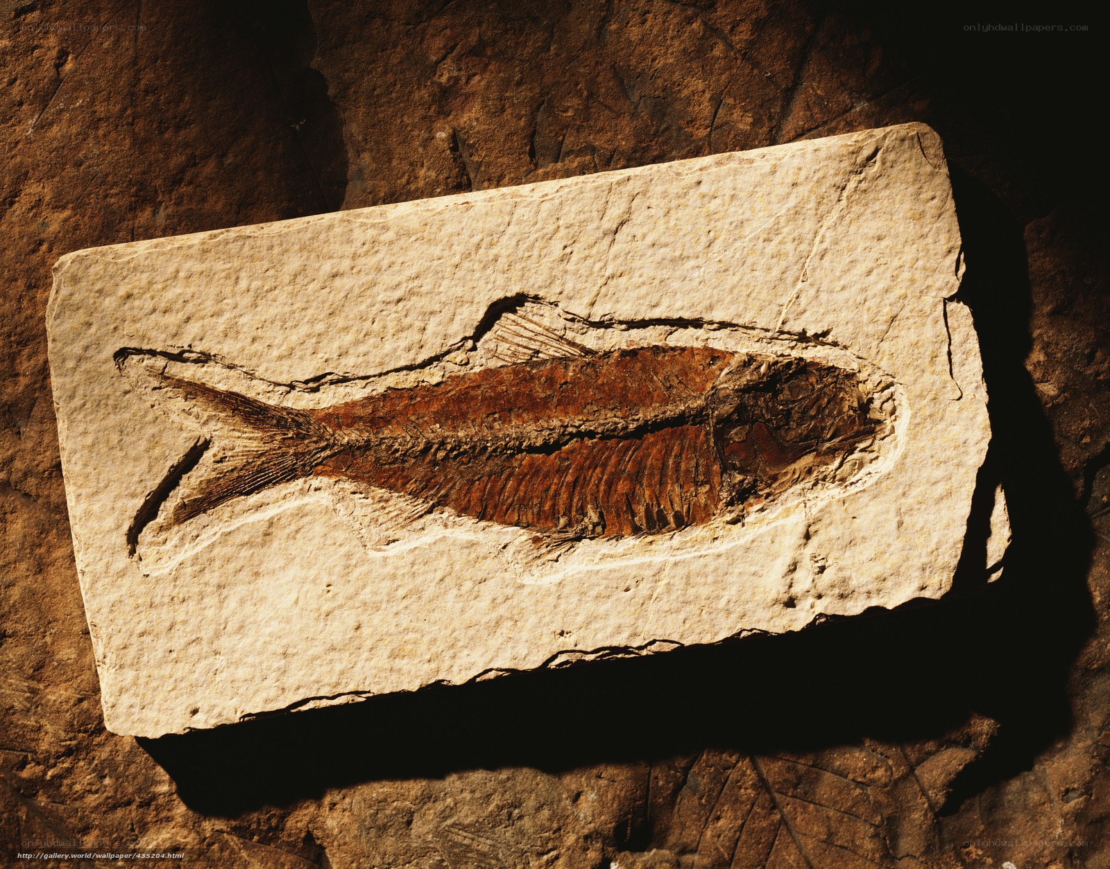 fossilized fish in stone