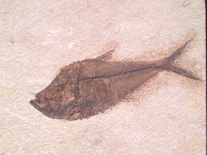 fossilized fish specimen