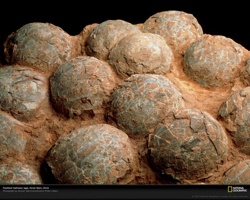 Fossilized hadrosaur eggs