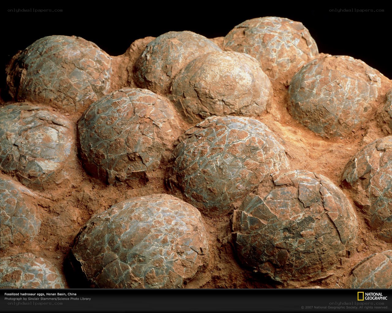 Fossilized hadrosaur eggs