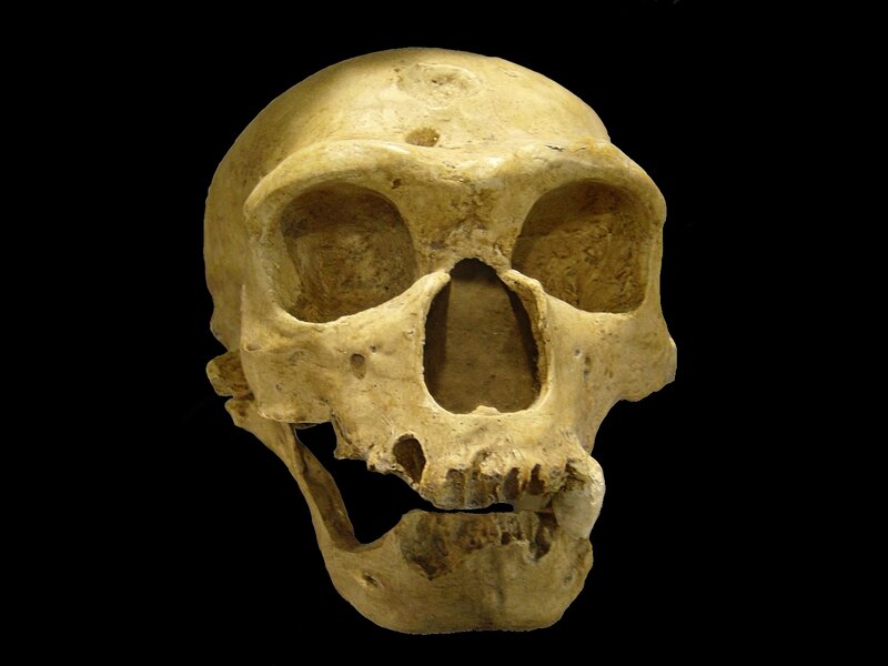 Fossilized Hominid Skull — Beige, Neutral, Photograph