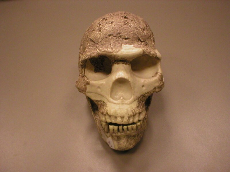 Fossilized Hominid Skull — Beige, Neutral