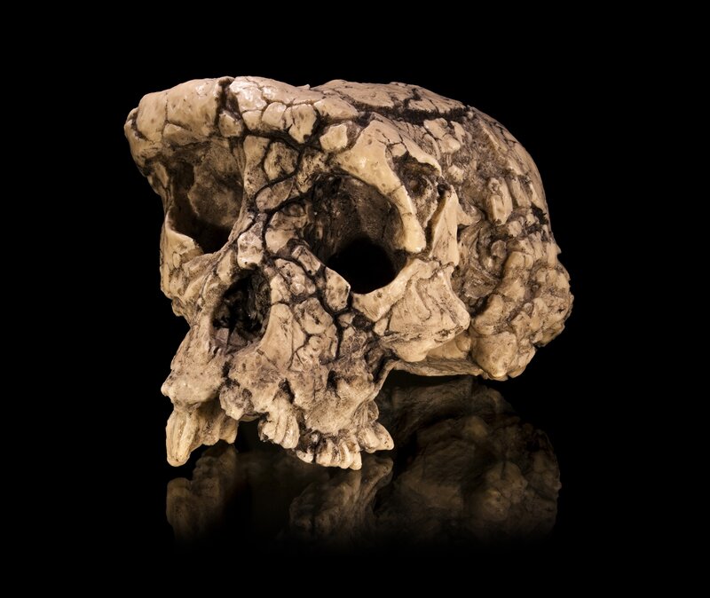 Fossilized Hominid Skull — Beige